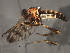  ( - 08BBDIP-2249)  @13 [ ] CreativeCommons - Attribution (2009) Unspecified Centre for Biodiversity Genomics