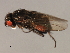  ( - 08BBDIP-2252)  @13 [ ] CreativeCommons - Attribution (2009) Unspecified Centre for Biodiversity Genomics