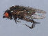  ( - 08BBDIP-2415)  @12 [ ] CreativeCommons - Attribution (2009) Unspecified Centre for Biodiversity Genomics