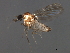  ( - 08BBDIP-2493)  @13 [ ] CreativeCommons - Attribution (2009) Unspecified Centre for Biodiversity Genomics