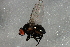  ( - 08BBDIP-2746)  @13 [ ] CreativeCommons - Attribution (2010) Unspecified Centre for Biodiversity Genomics