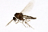  ( - 08BBDIP-2747)  @12 [ ] CreativeCommons - Attribution (2010) Unspecified Centre for Biodiversity Genomics