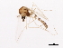  ( - 08BBDIP-2614)  @13 [ ] CreativeCommons - Attribution (2010) CBG Photography Group Centre for Biodiversity Genomics