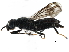  ( - BIOUG01241-F08)  @11 [ ] CreativeCommons - Attribution (2015) CBG Photography Group Centre for Biodiversity Genomics