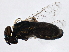  ( - BIOUG01241-F10)  @12 [ ] CreativeCommons - Attribution (2012) CBG Photography Group Centre for Biodiversity Genomics