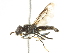  ( - BIOUG01786-G03)  @13 [ ] CreativeCommons - Attribution (2012) CBG Photography Group Centre for Biodiversity Genomics