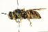  ( - BIOUG01787-A01)  @13 [ ] CreativeCommons - Attribution (2012) CBG Photography Group Centre for Biodiversity Genomics