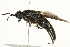  ( - BIOUG01787-A05)  @13 [ ] CreativeCommons - Attribution (2012) CBG Photography Group Centre for Biodiversity Genomics