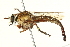  ( - BIOUG01805-F11)  @13 [ ] CreativeCommons - Attribution (2012) CBG Photography Group Centre for Biodiversity Genomics