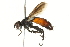  (Cylindromyia euchenor - BIOUG01806-B03)  @15 [ ] CreativeCommons - Attribution (2012) CBG Photography Group Centre for Biodiversity Genomics