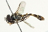  ( - BIOUG01788-G10)  @13 [ ] CreativeCommons - Attribution (2012) CBG Photography Group Centre for Biodiversity Genomics