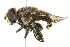  ( - BIOUG01789-A05)  @13 [ ] CreativeCommons - Attribution (2012) CBG Photography Group Centre for Biodiversity Genomics