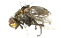  ( - BIOUG01808-E02)  @13 [ ] CreativeCommons - Attribution (2012) CBG Photography Group Centre for Biodiversity Genomics
