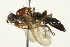  ( - BIOUG01817-D05)  @13 [ ] CreativeCommons - Attribution (2012) CBG Photography Group Centre for Biodiversity Genomics