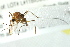  ( - BIOUG01818-B10)  @12 [ ] CreativeCommons - Attribution (2012) CBG Photography Group Centre for Biodiversity Genomics