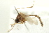 ( - BIOUG01818-C02)  @12 [ ] CreativeCommons - Attribution (2012) CBG Photography Group Centre for Biodiversity Genomics