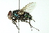  ( - BIOUG01816-B12)  @13 [ ] CreativeCommons - Attribution (2012) CBG Photography Group Centre for Biodiversity Genomics