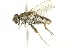  ( - CCDB-12827-G05)  @13 [ ] CreativeCommons - Attribution (2012) CBG Photography Group Centre for Biodiversity Genomics