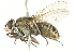  ( - CCDB-12827-G07)  @13 [ ] CreativeCommons - Attribution (2012) CBG Photography Group Centre for Biodiversity Genomics