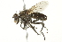  ( - CCDB-12827-H01)  @13 [ ] CreativeCommons - Attribution (2012) CBG Photography Group Centre for Biodiversity Genomics
