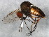  ( - BIOUG01242-F07)  @12 [ ] CreativeCommons - Attribution (2012) CBG Photography Group Centre for Biodiversity Genomics