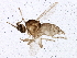  ( - BIOUG02572-F08)  @13 [ ] CreativeCommons - Attribution (2013) CBG Photography Group Centre for Biodiversity Genomics