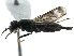  ( - BIOUG02566-B01)  @11 [ ] CreativeCommons - Attribution (2015) CBG Photography Group Centre for Biodiversity Genomics