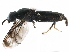  ( - BIOUG02566-B03)  @11 [ ] CreativeCommons - Attribution (2015) CBG Photography Group Centre for Biodiversity Genomics