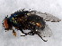  (Lucilia thatuna - BIOUG01244-B05)  @14 [ ] CreativeCommons - Attribution (2012) CBG Photography Group Centre for Biodiversity Genomics