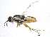  (Euparyphus monensis - BIOUG02732-A03)  @12 [ ] CreativeCommons - Attribution (2012) CBG Photography Group Centre for Biodiversity Genomics