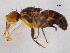  ( - BIOUG02763-F07)  @13 [ ] CreativeCommons - Attribution (2012) CBG Photography Group Centre for Biodiversity Genomics