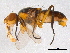  ( - BIOUG02763-F09)  @12 [ ] CreativeCommons - Attribution (2012) CBG Photography Group Centre for Biodiversity Genomics
