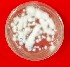  ( - PP708953)  @11 [ ] Unspecified (default): All Rights Reserved (2024) Shaik Abdul Mujeeb Acharya N.G.Ranga Agricultural University, Andhra Pradesh, India