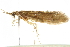  ( - BIOUG00841-H11)  @13 [ ] CreativeCommons - Attribution (2011) CBG Photography Group Centre for Biodiversity Genomics