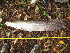  ( - ULRA AgMD 01)  @11 [ ] Copyright (2011) F.M. Carvajal-Vallejos FAUNAGUA