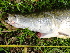  ( - ULRA AgMD 03)  @11 [ ] Copyright (2011) F.M. Carvajal-Vallejos FAUNAGUA