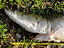  ( - ULRA AgMD 04)  @11 [ ] Copyright (2011) F.M. Carvajal-Vallejos FAUNAGUA