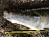  ( - ULRA AgMD 07)  @11 [ ] Copyright (2011) F.M. Carvajal-Vallejos FAUNAGUA