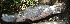  ( - ULRA AgMD 08)  @11 [ ] Copyright (2011) F.M. Carvajal-Vallejos FAUNAGUA