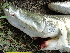  ( - ULRA AgMD 09)  @11 [ ] Copyright (2011) F.M. Carvajal-Vallejos FAUNAGUA