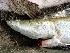  ( - ULRA AgMD 10)  @11 [ ] Copyright (2011) F.M. Carvajal-Vallejos FAUNAGUA