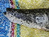  ( - ULRA AgMD 38)  @11 [ ] Copyright (2011) F.M. Carvajal-Vallejos FAUNAGUA