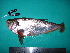  ( - UMSS 10529)  @14 [ ] Copyright (2011) F.M. Carvajal-Vallejos FAUNAGUA