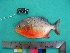  ( - UMSS 10574)  @15 [ ] Copyright (2011) F.M. Carvajal-Vallejos FAUNAGUA