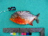  (Pygocentrus nattereri - UMSS 10575)  @15 [ ] Copyright (2011) F.M. Carvajal-Vallejos FAUNAGUA