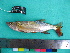  ( - UMSS 10584)  @14 [ ] Copyright (2011) F.M. Carvajal-Vallejos FAUNAGUA