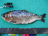  ( - UMSS 10585)  @15 [ ] Copyright (2011) F.M. Carvajal-Vallejos FAUNAGUA