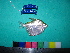  ( - UMSS 10728)  @13 [ ] Copyright (2011) F.M. Carvajal-Vallejos FAUNAGUA
