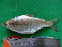  ( - UMSS 11412)  @14 [ ] Copyright (2011) F.M. Carvajal-Vallejos FAUNAGUA