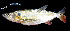  (Acestrorhynchus altus - UMSS 6643)  @14 [ ] Copyright (2013) F.M. Carvajal-Vallejos Universidad Mayor de San Simon, Unidad de Limnologia y Recursos Acuaticos